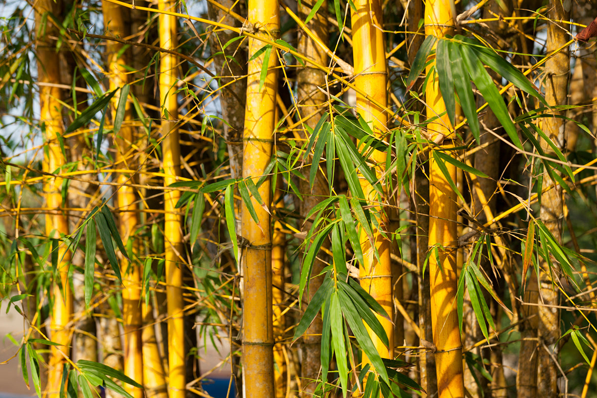 image of bamboo in a forest
