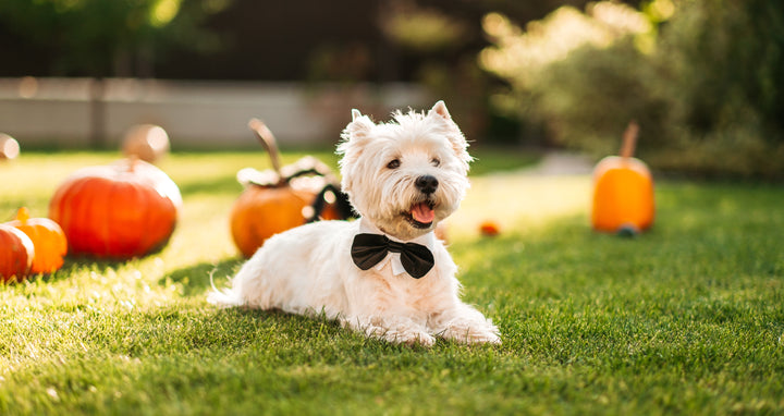 West Highland White Terrier Dog in bow tie around pumpkins