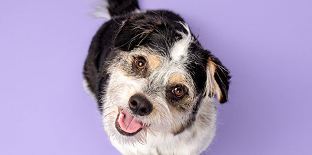 How Often Should You Wash Your Dog?