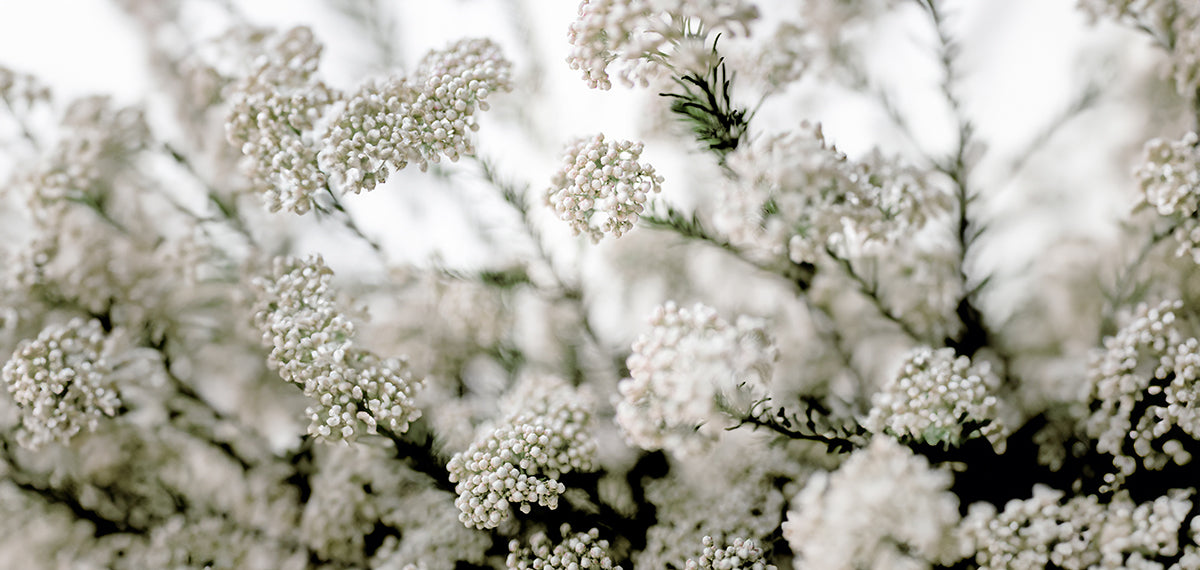 Rice Flower Plants