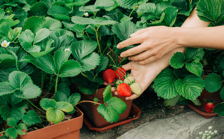 Hand Picking Strawberries from Garden