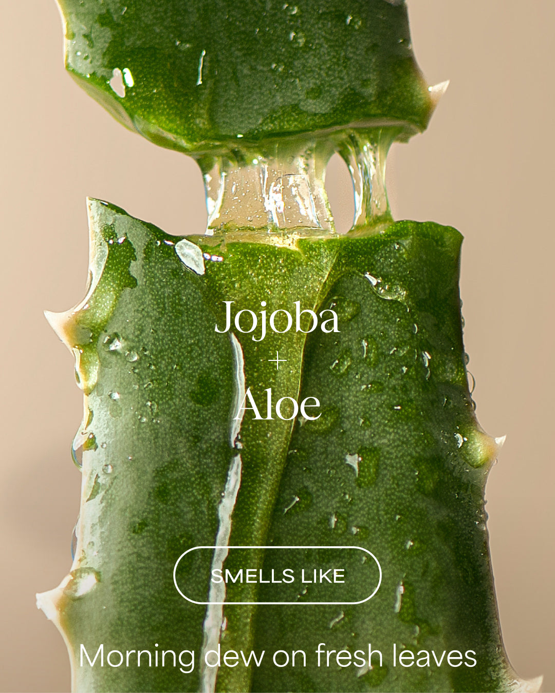 Close-up of aloe vera with text 'Jojoba + Aloe' and 'Smells like morning dew on fresh leaves' on a beige background.