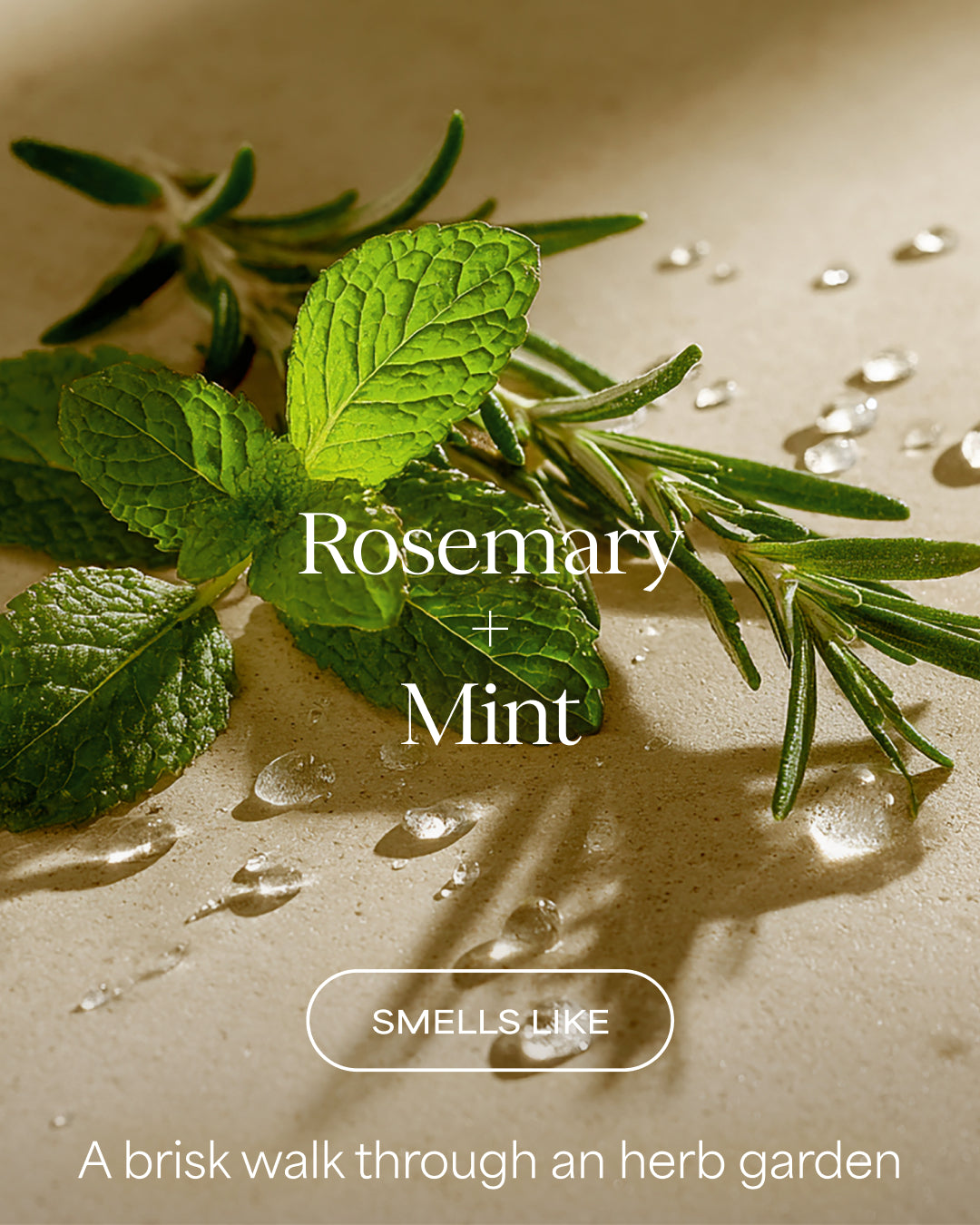 Rosemary and mint leaves with water droplets on a textured surface, labeled 'Rosemary + Mint'.