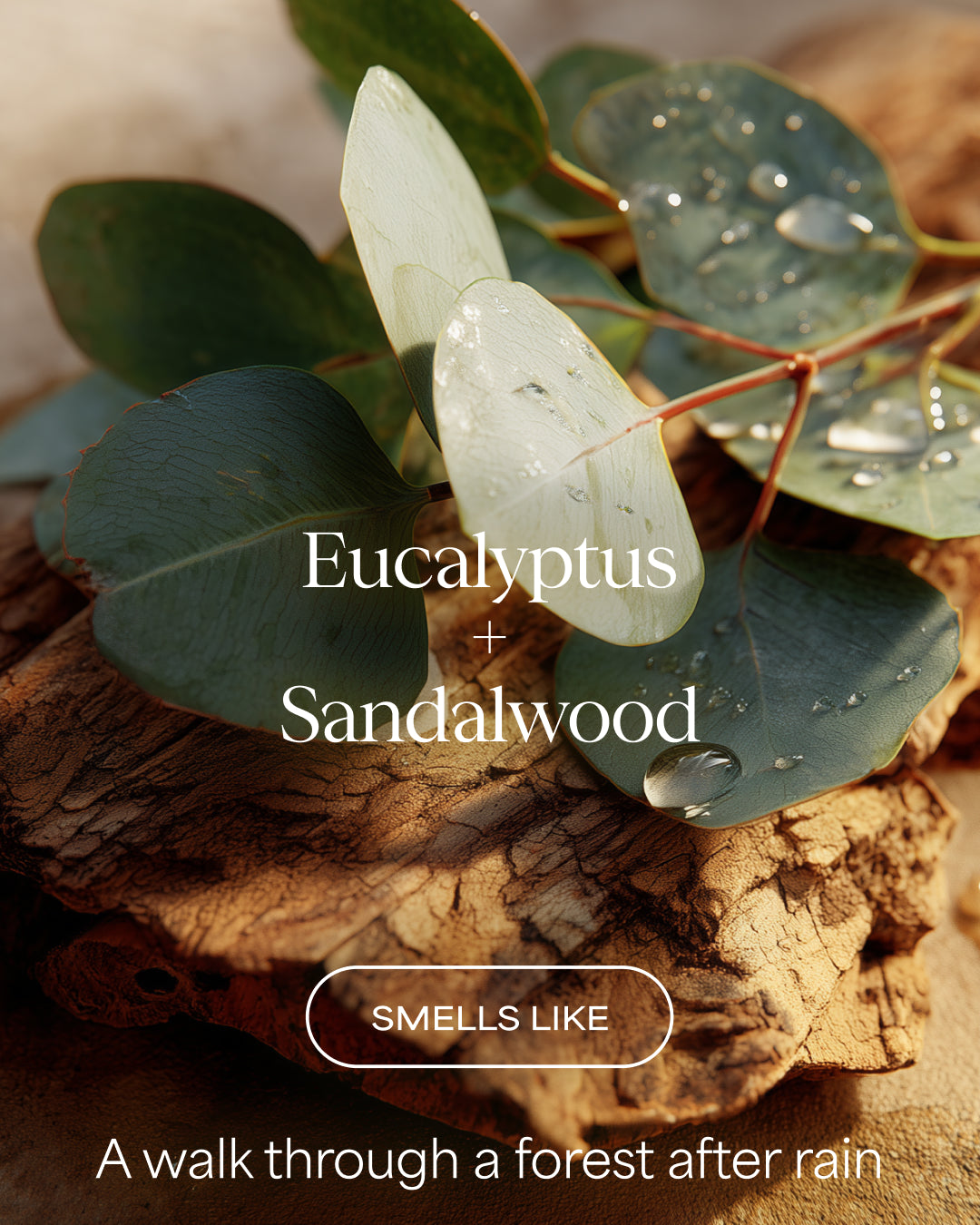 Eucalyptus and sandalwood leaves with water droplets on a wooden surface, labeled 'Eucalyptus + Sandalwood' for Raw Sugar Body Wash designed to help gently cleanse and hydrate skin with clean ingredients.