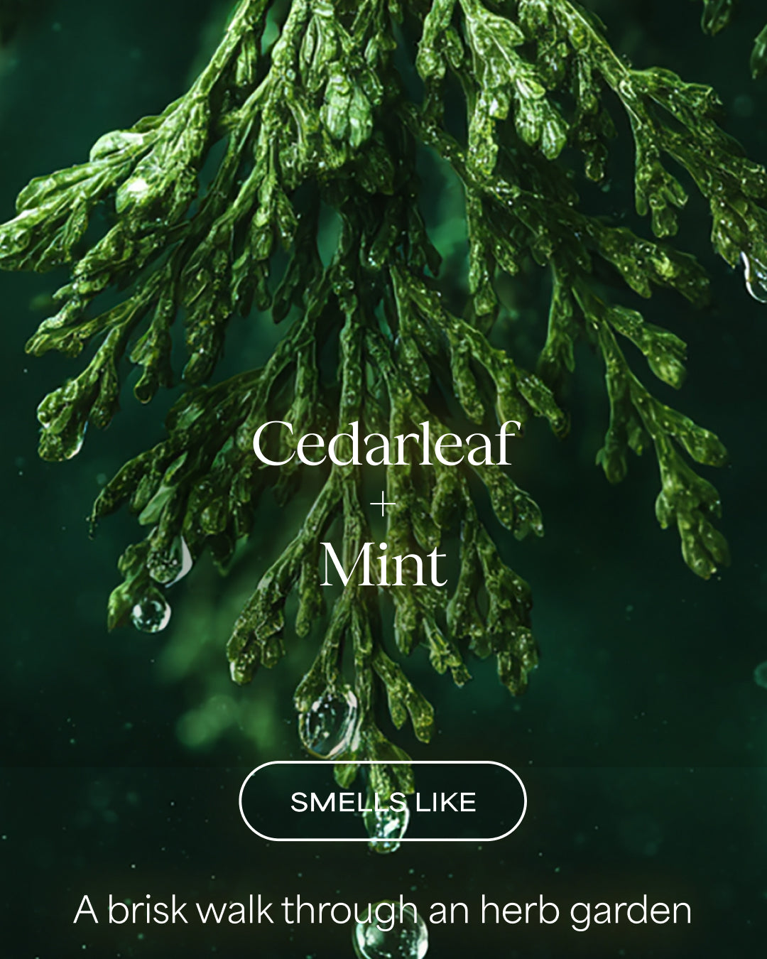 Close-up of cedarleaf with water droplets and text describing its scent.