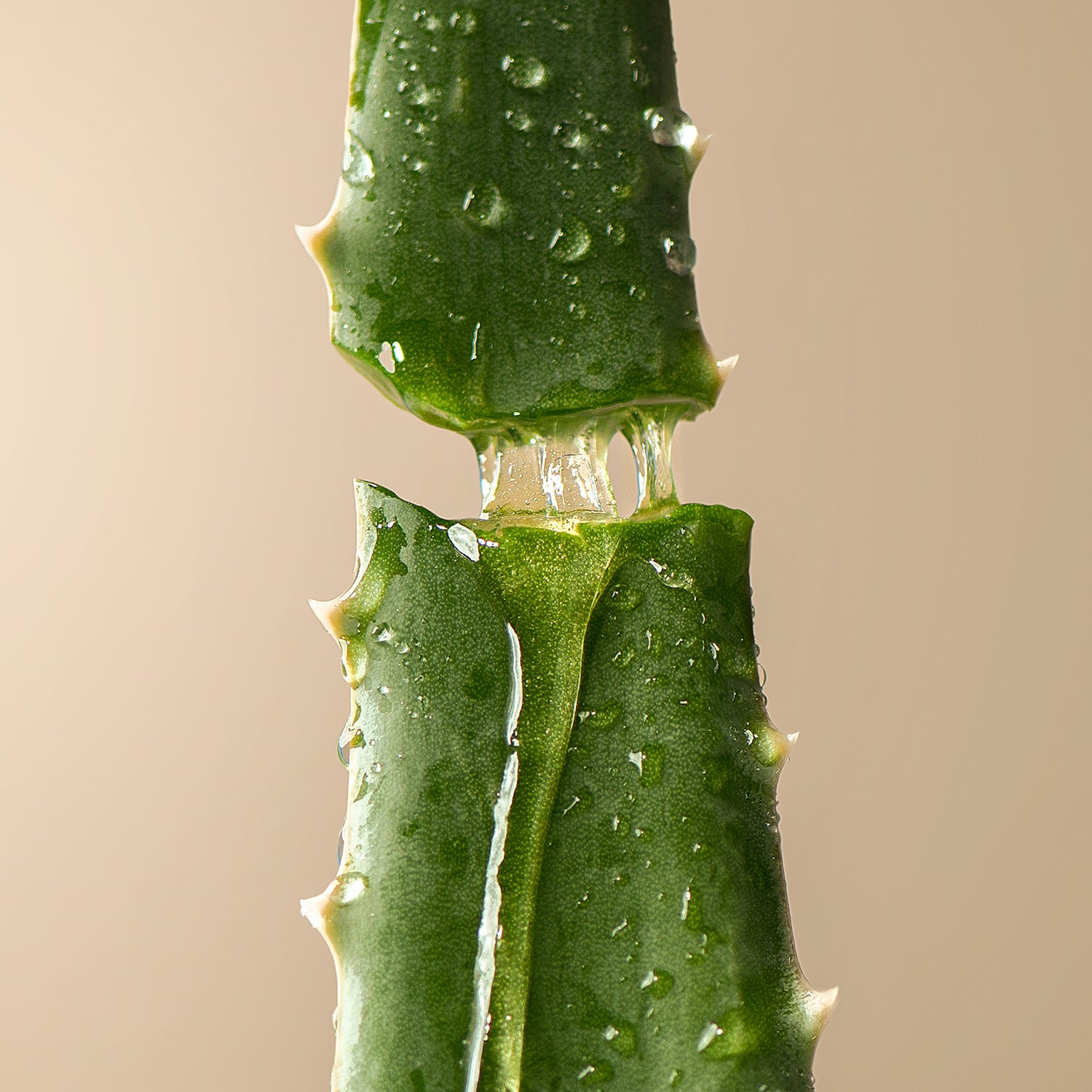 image of aloe