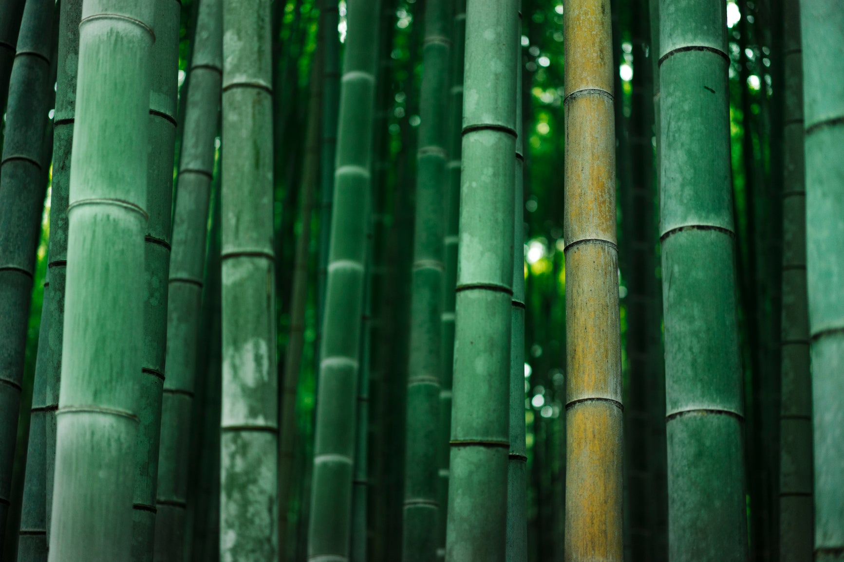bamboo stalks in forest