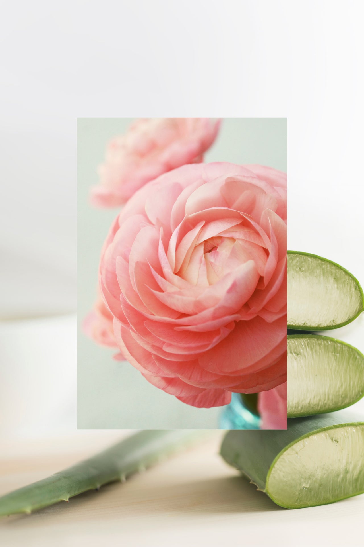 beach rose flower in front of sliced aloe plant