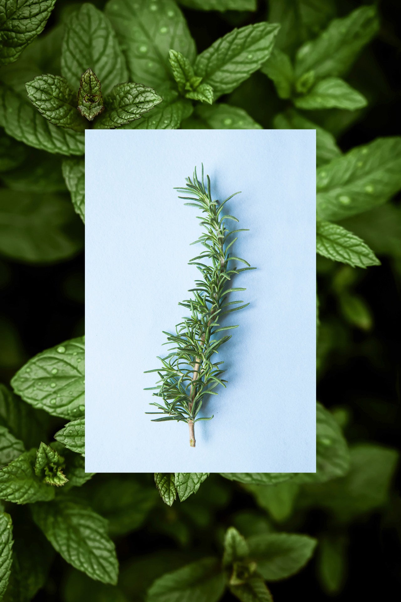 Vinegar Hair Rinse | Rosemary + Mint | 6 oz