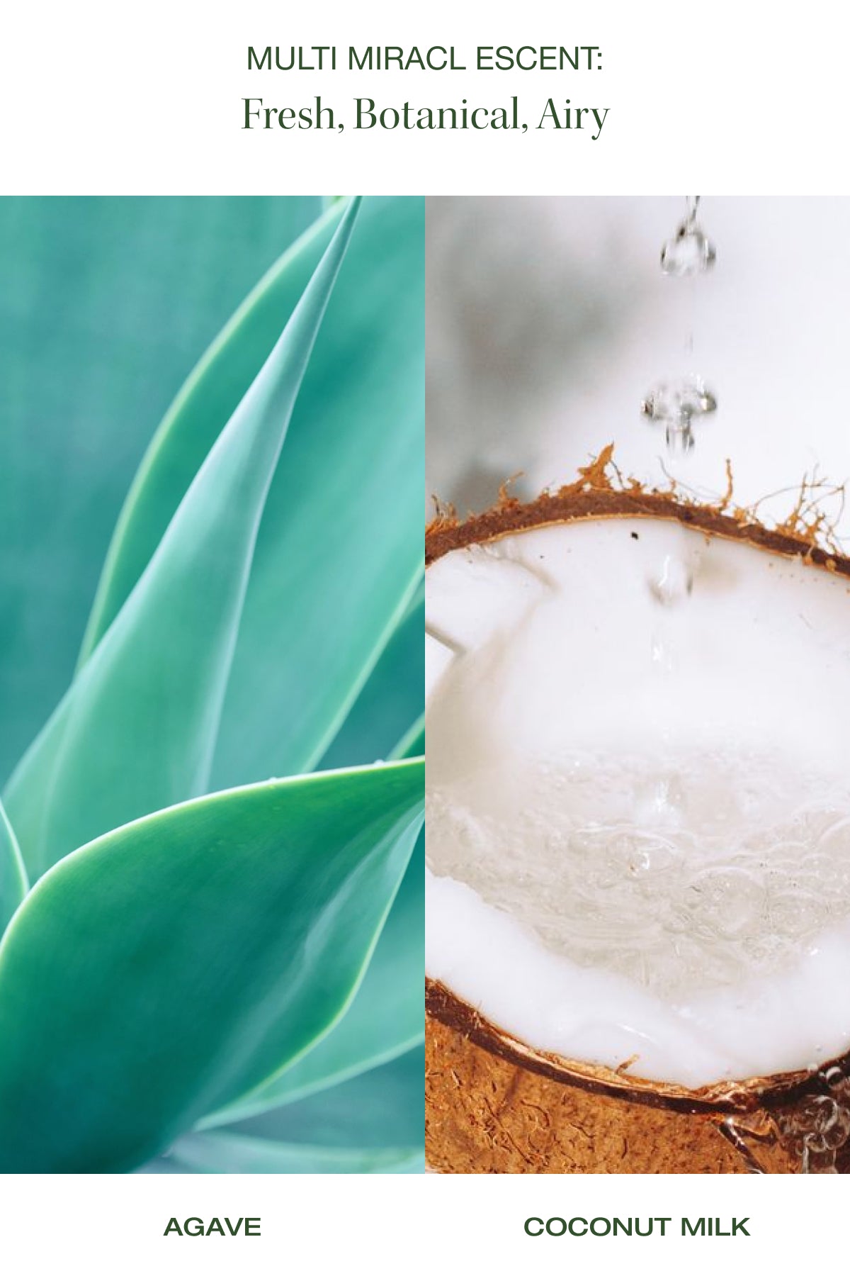 agave + coconut milk
