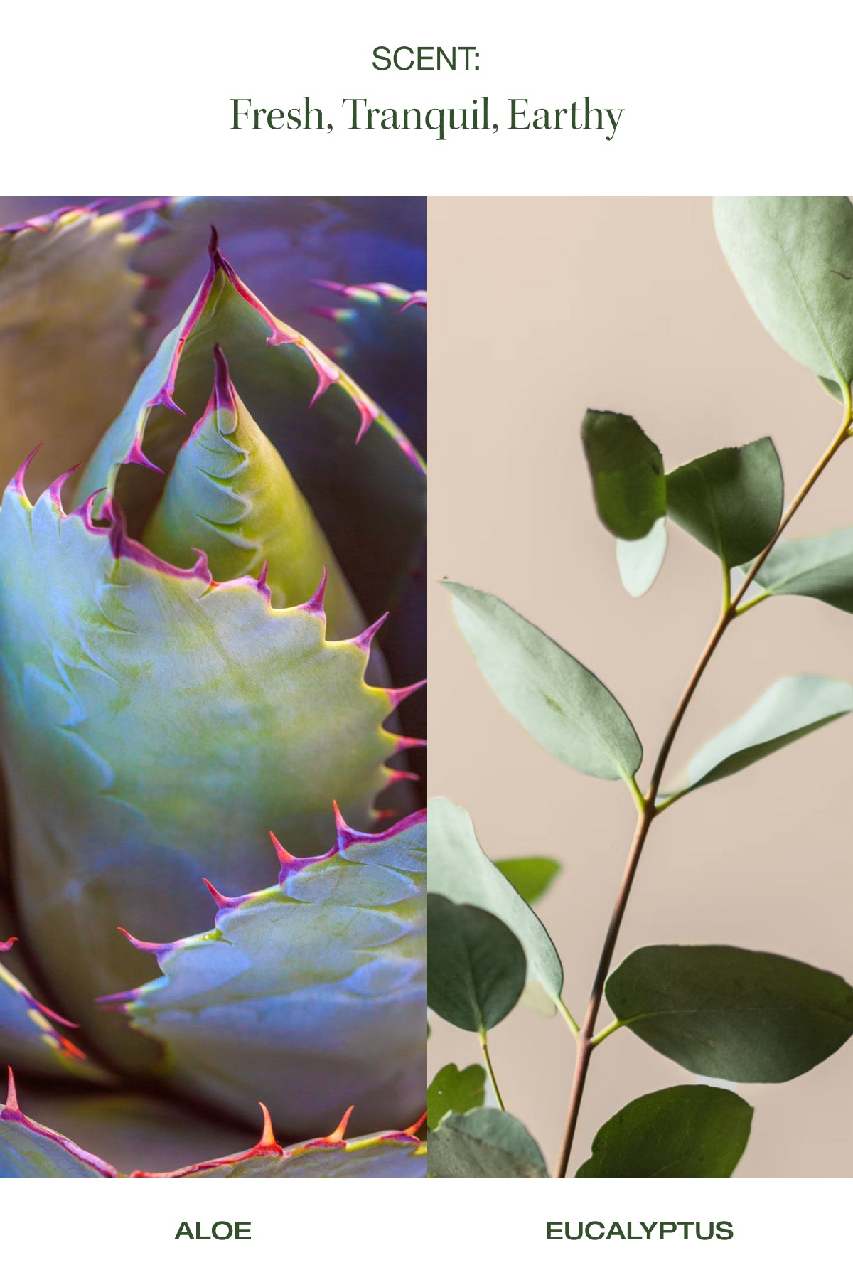 aloe and eucalyptus