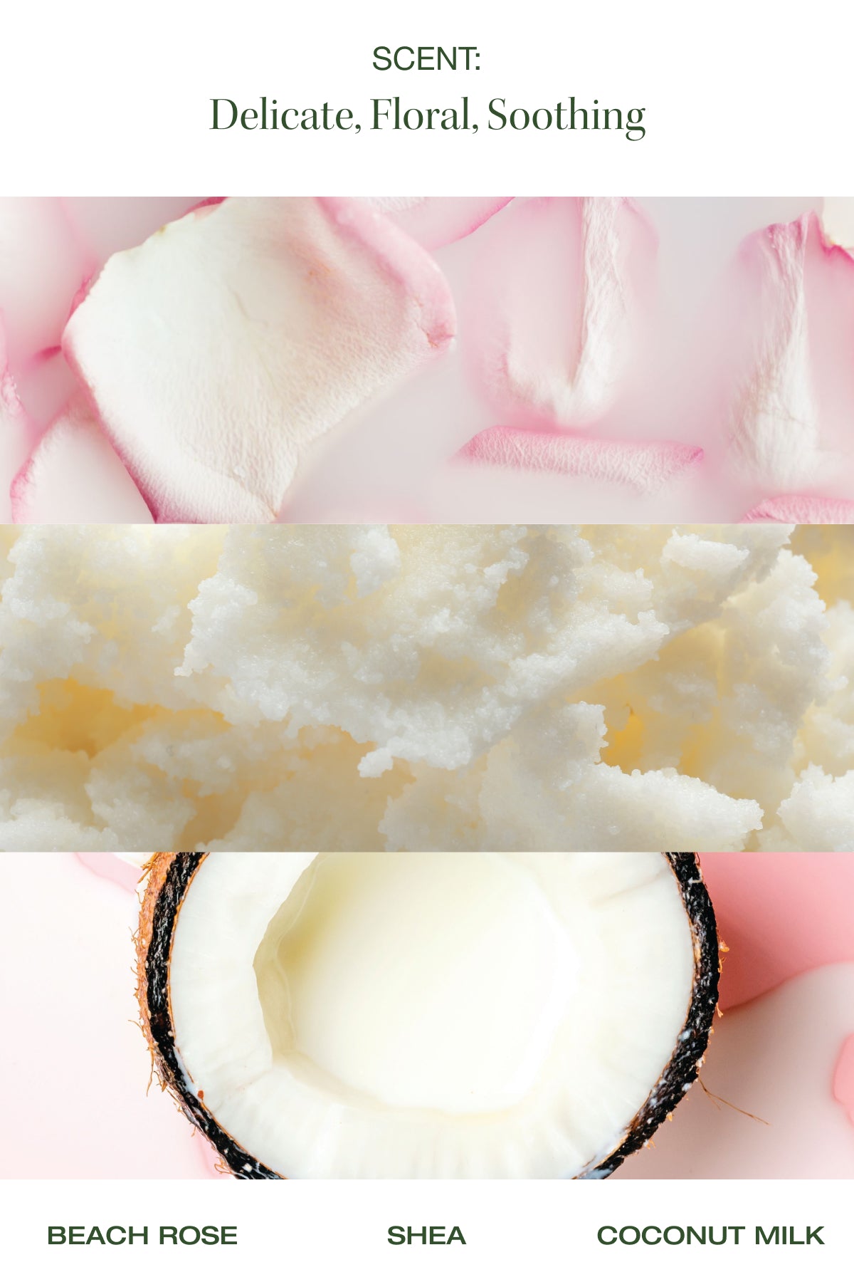 beach rose shea and coconut milk