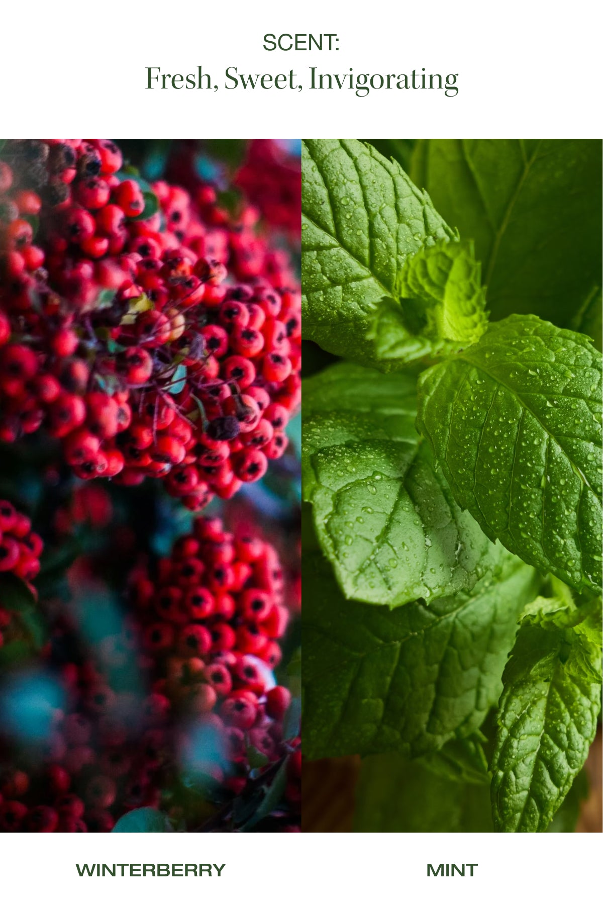 winterberry and mint