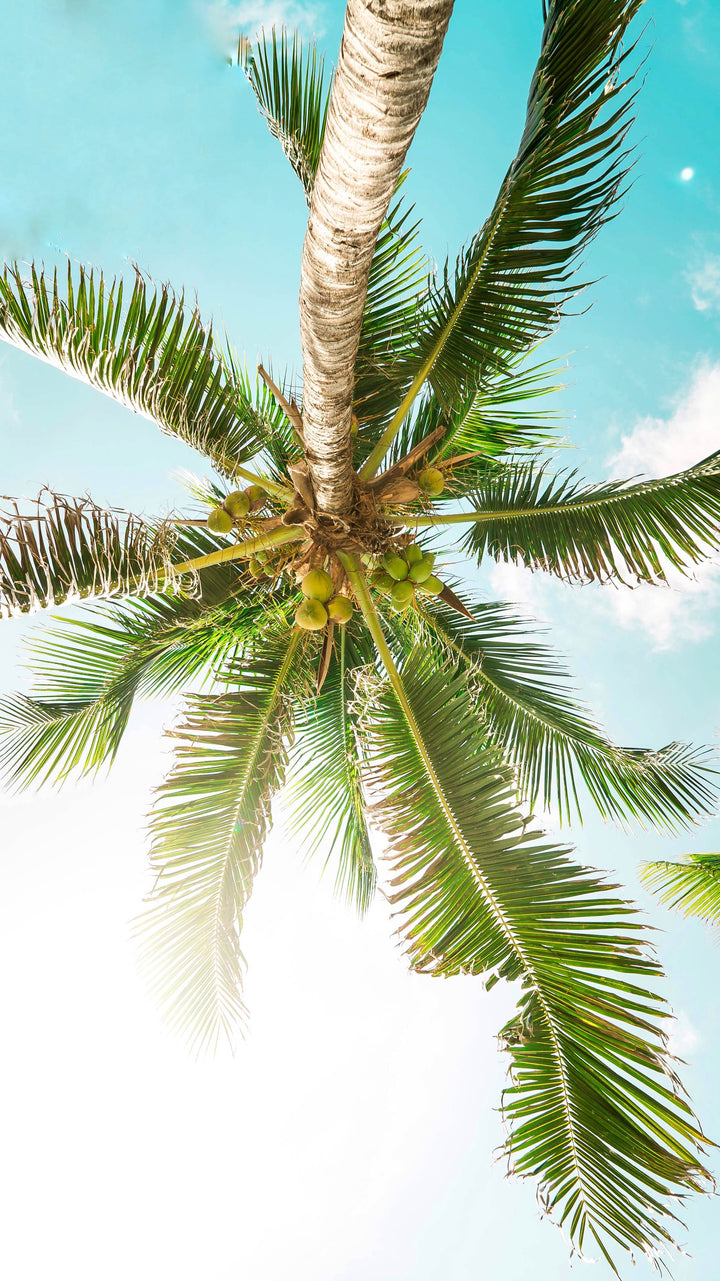 image looking up at palm tree