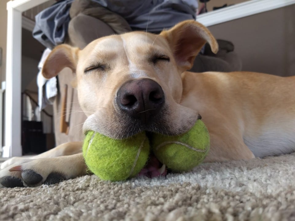 What My Dog Taught Me About Social Distancing