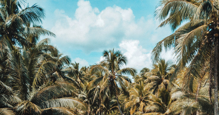 palm trees and white skies