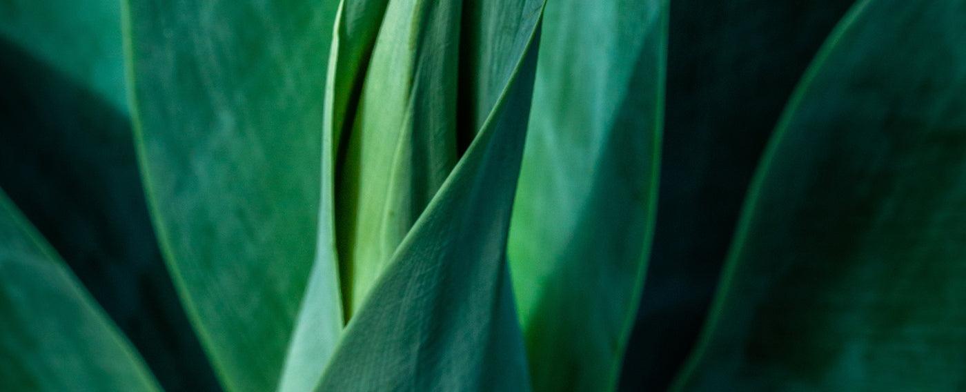 What Are Parabens? Why Clean Formulas Are Formulated Without Them