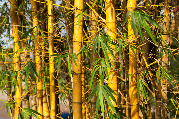 image of bamboo in a forest