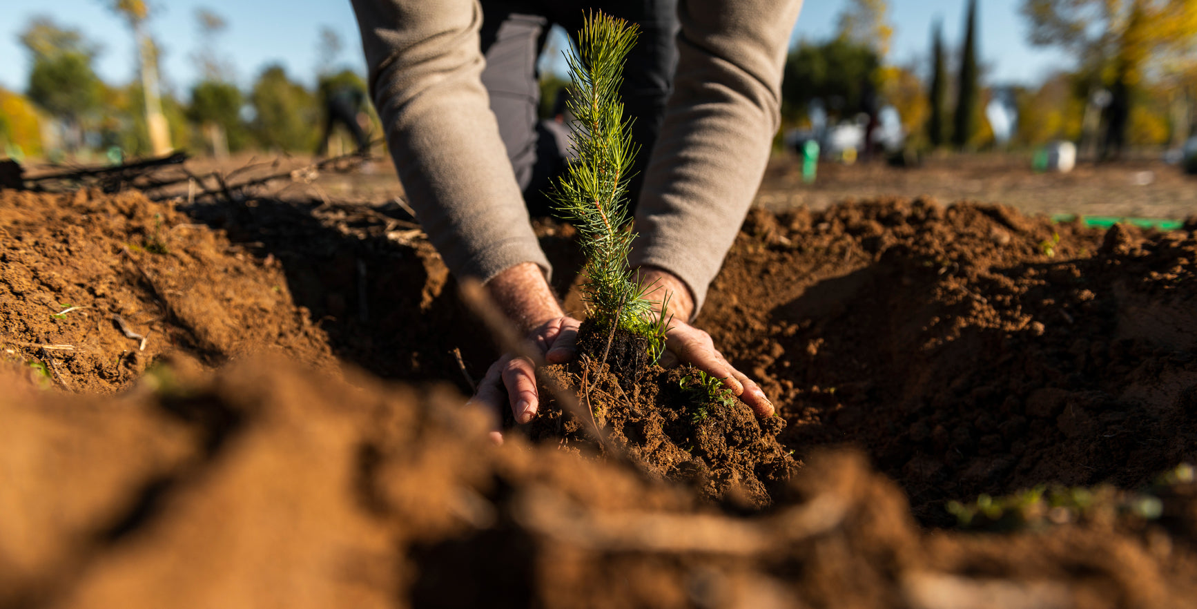 person planting a plant in dirt