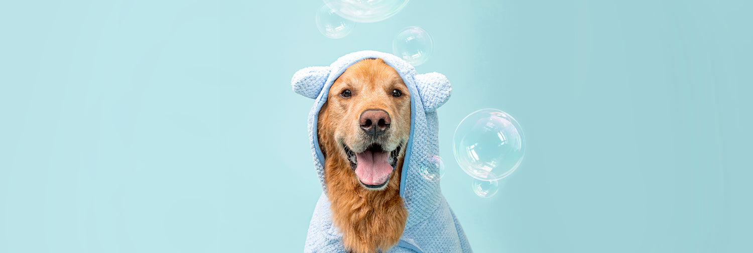 Odin the golden retriever in a hooded towel