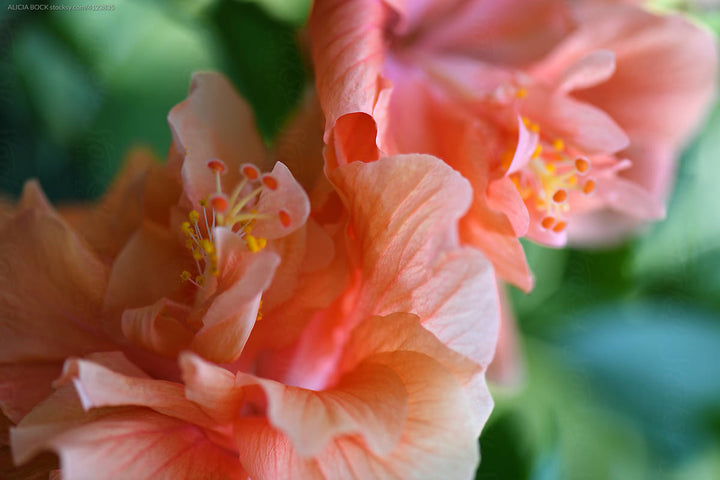 Orange pink hibiscus flowers
