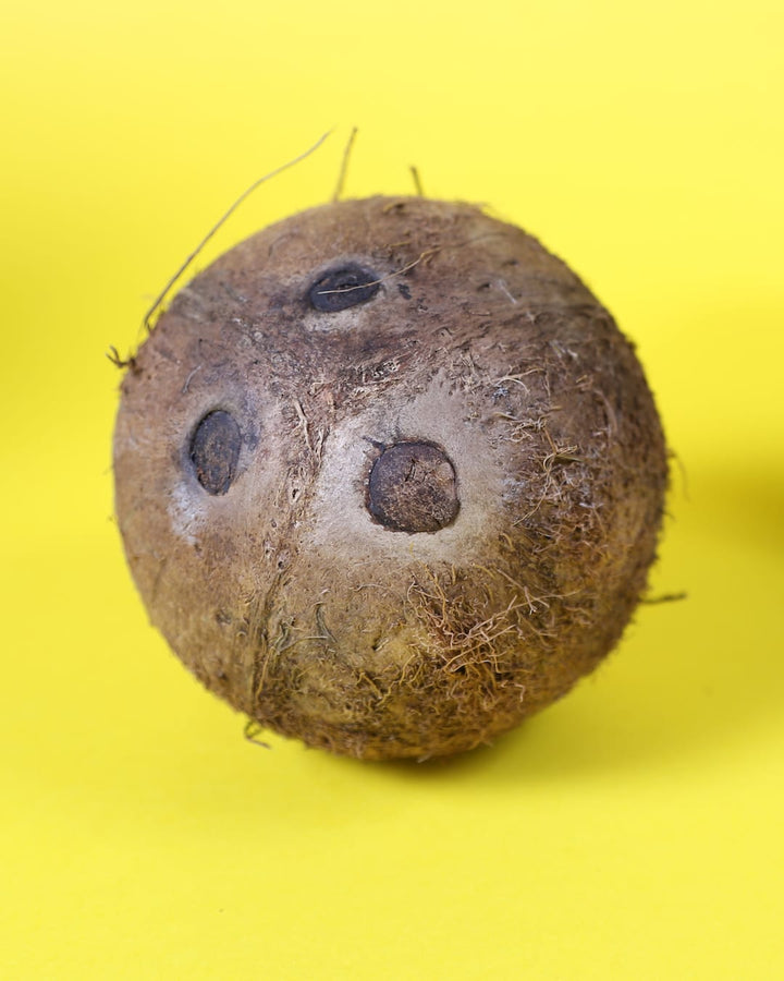5 Things You Didn’t Know About Coconuts