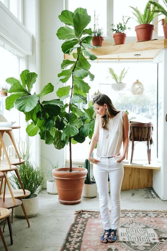 Turn Your Space Into a Zen Place This Fall by Getting These Must-Have Plants