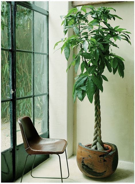 5 Indoor Plants that Double as Stress Relievers