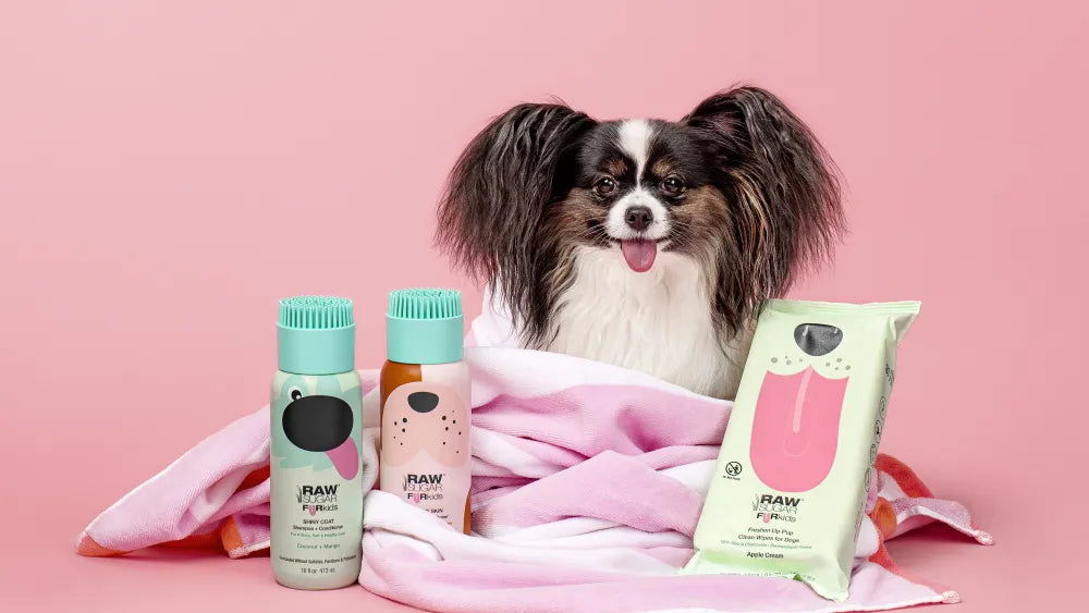 CiCi the Papillion wrapped in a towel with Raw Sugar FurKids products