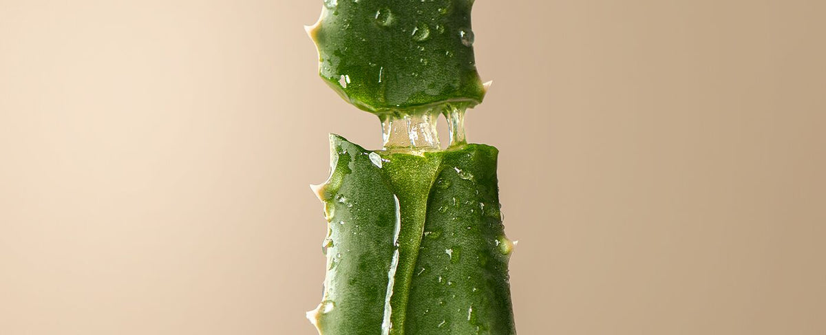 aloe for scalp support