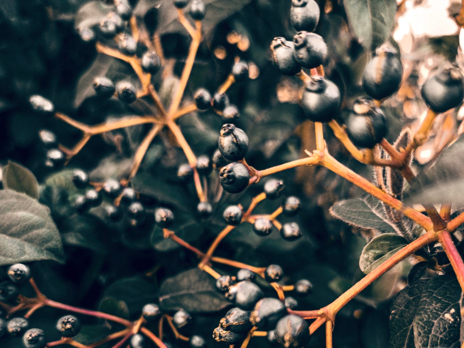 benefits of maqui berry, hair and skin