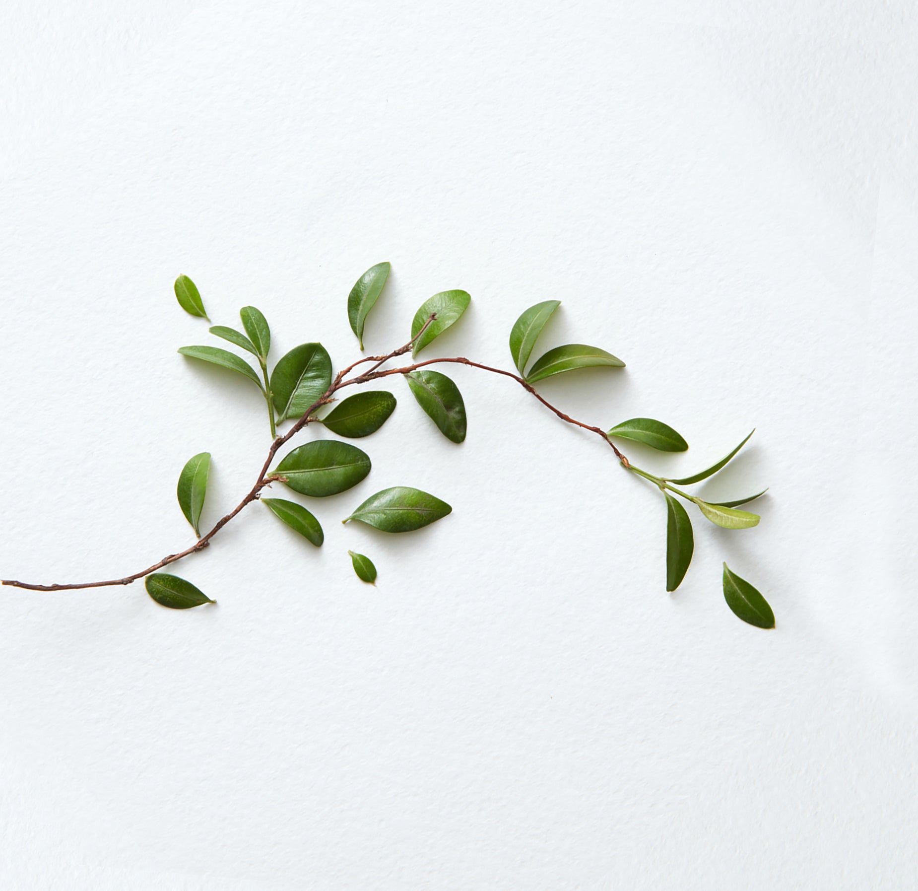 Tea Tree