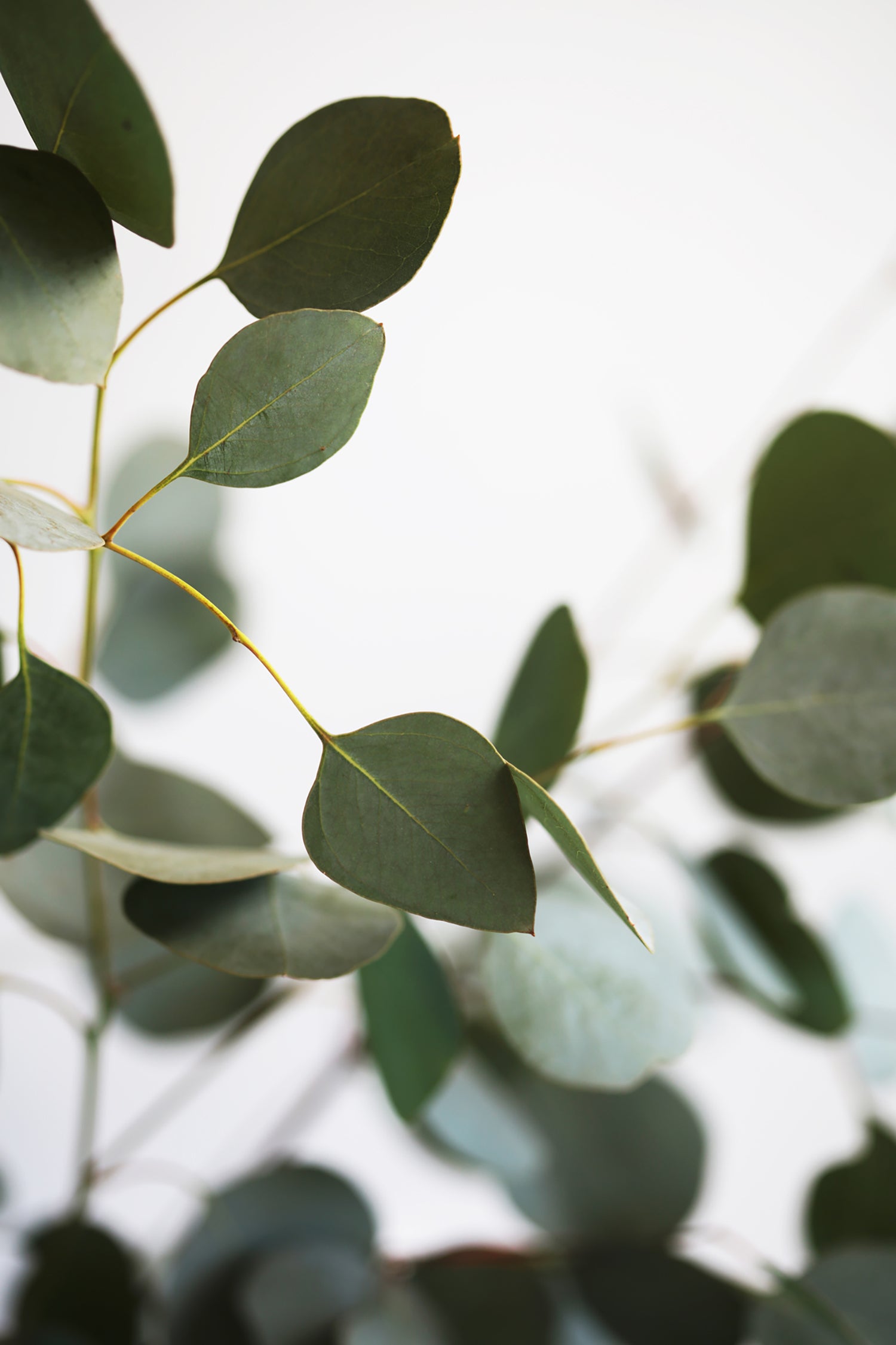 Eucalyptus
