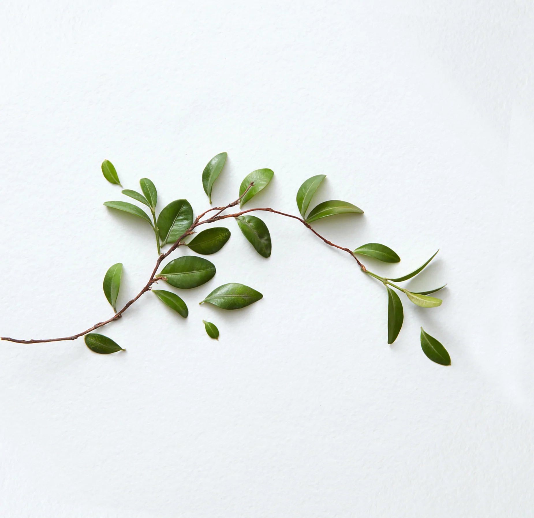 tea tree leaves on white background