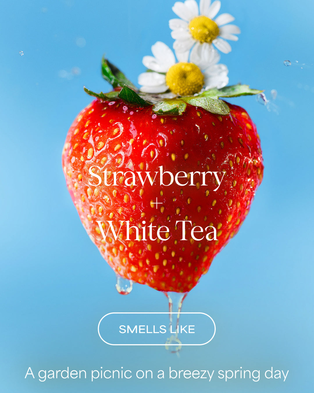 Strawberry with white flowers on a blue background with text 'Strawberry + White Tea' and 'Smells Like'.