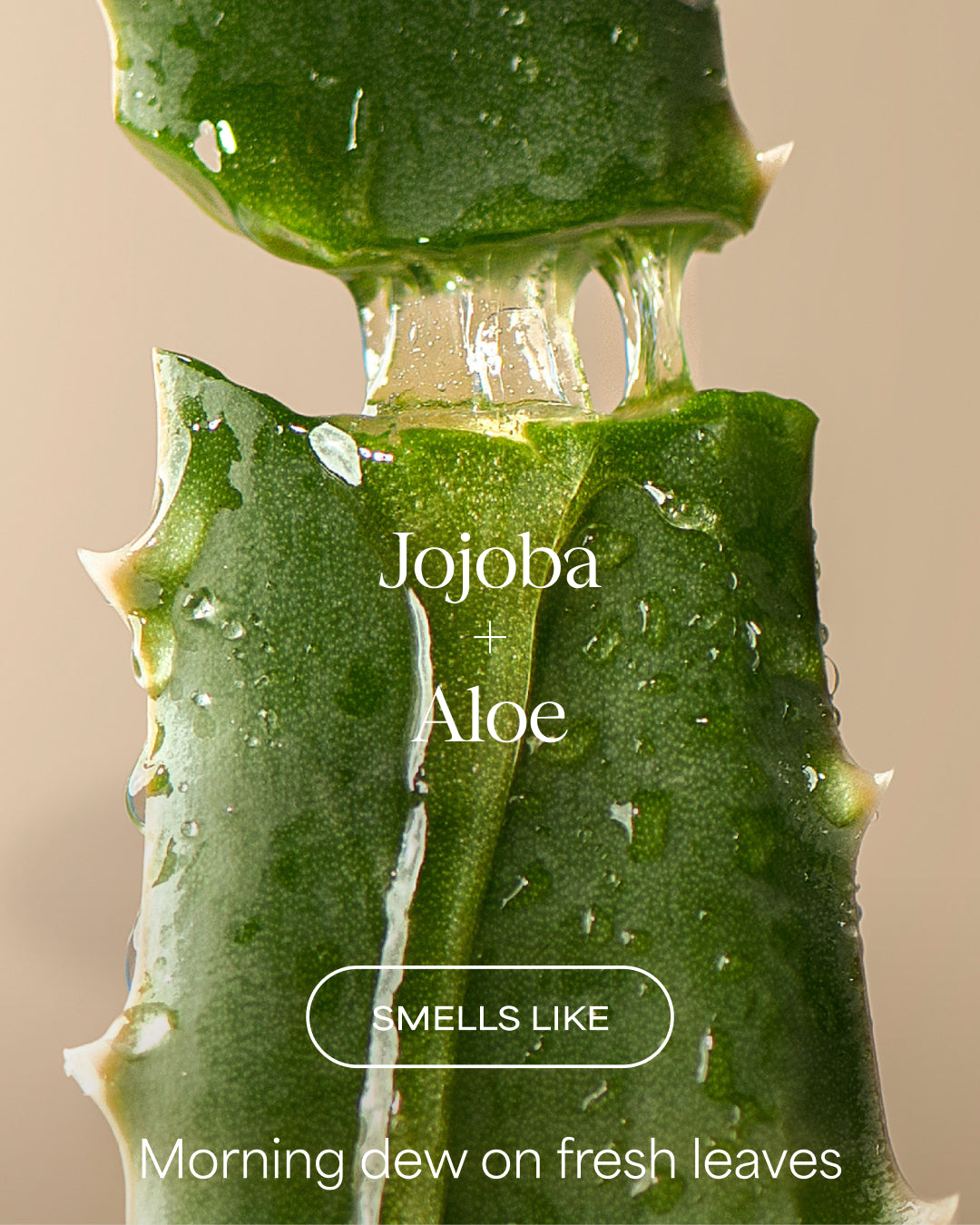 Close-up of aloe vera with text 'Jojoba + Aloe' and 'Smells like morning dew on fresh leaves' on a beige background.