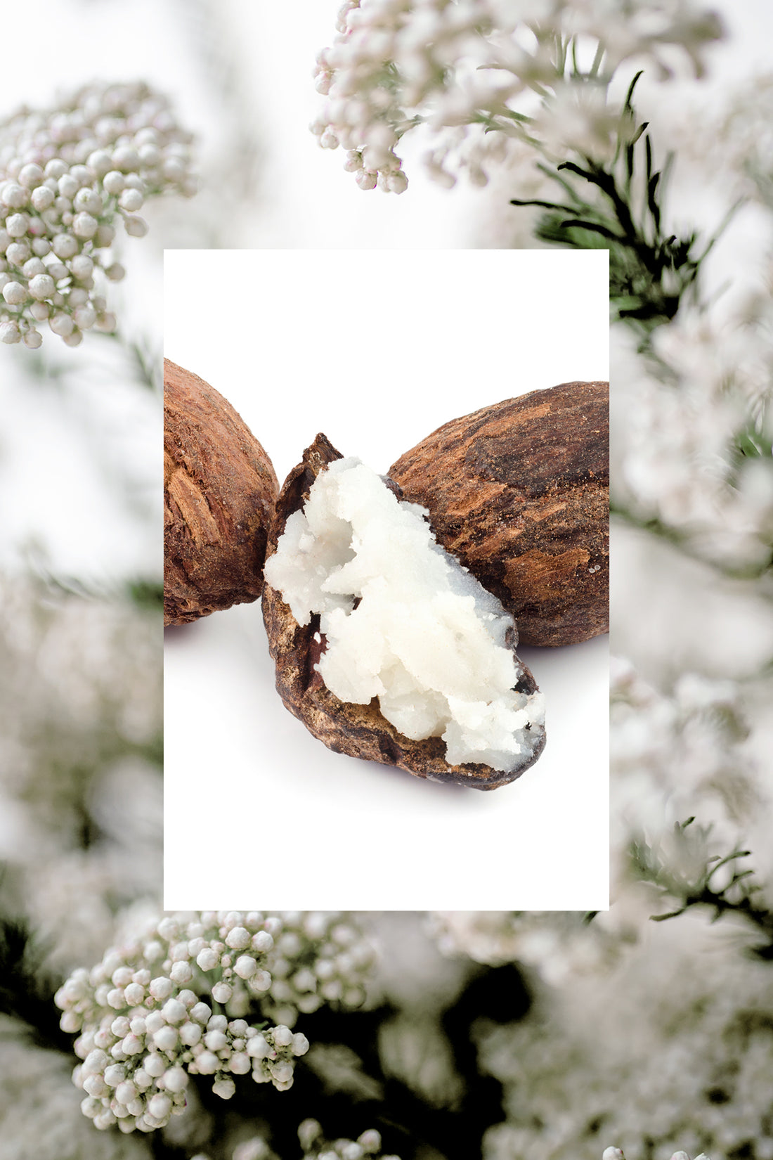 ingredient image of shea and rice flower