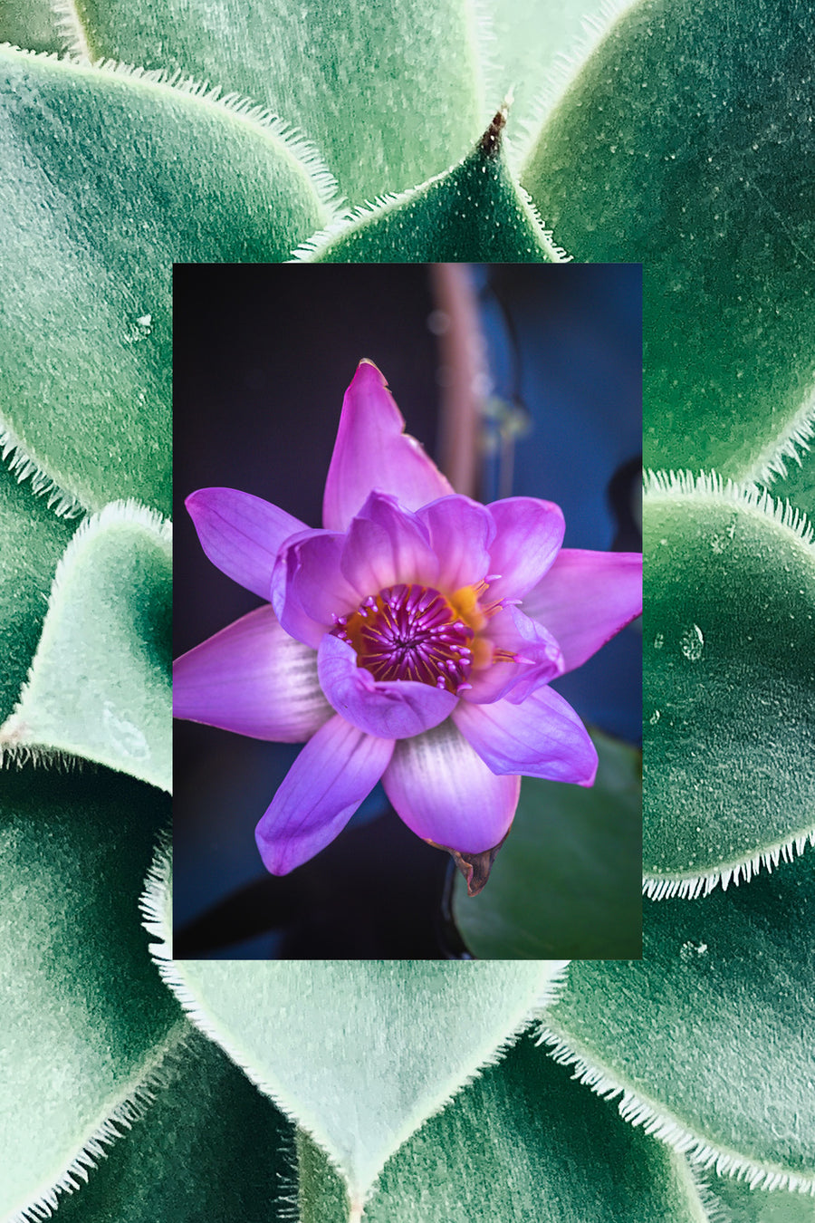 clean ingredient image waterlily and cactus