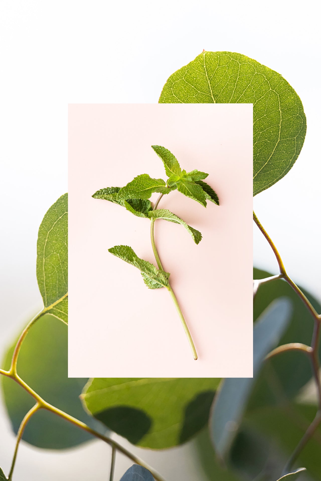 eucalyptus leaves behind fresh mint sprig