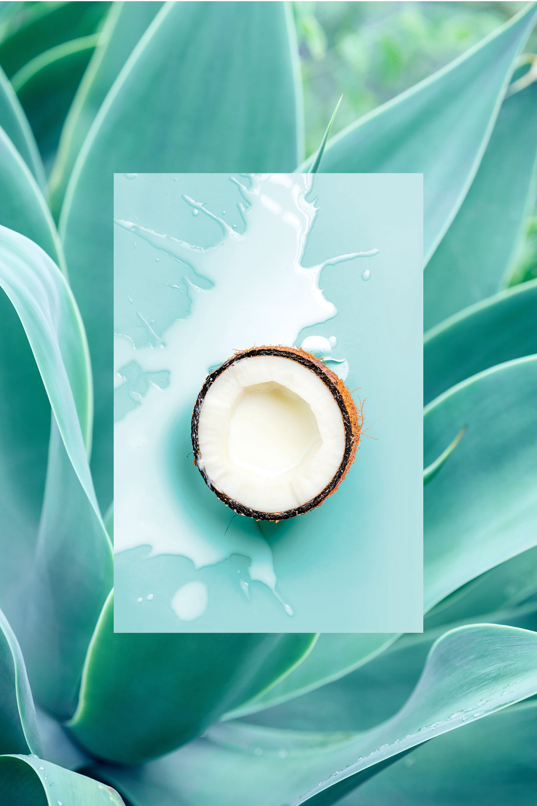 Coconut Milk and Agave Ingredient Image