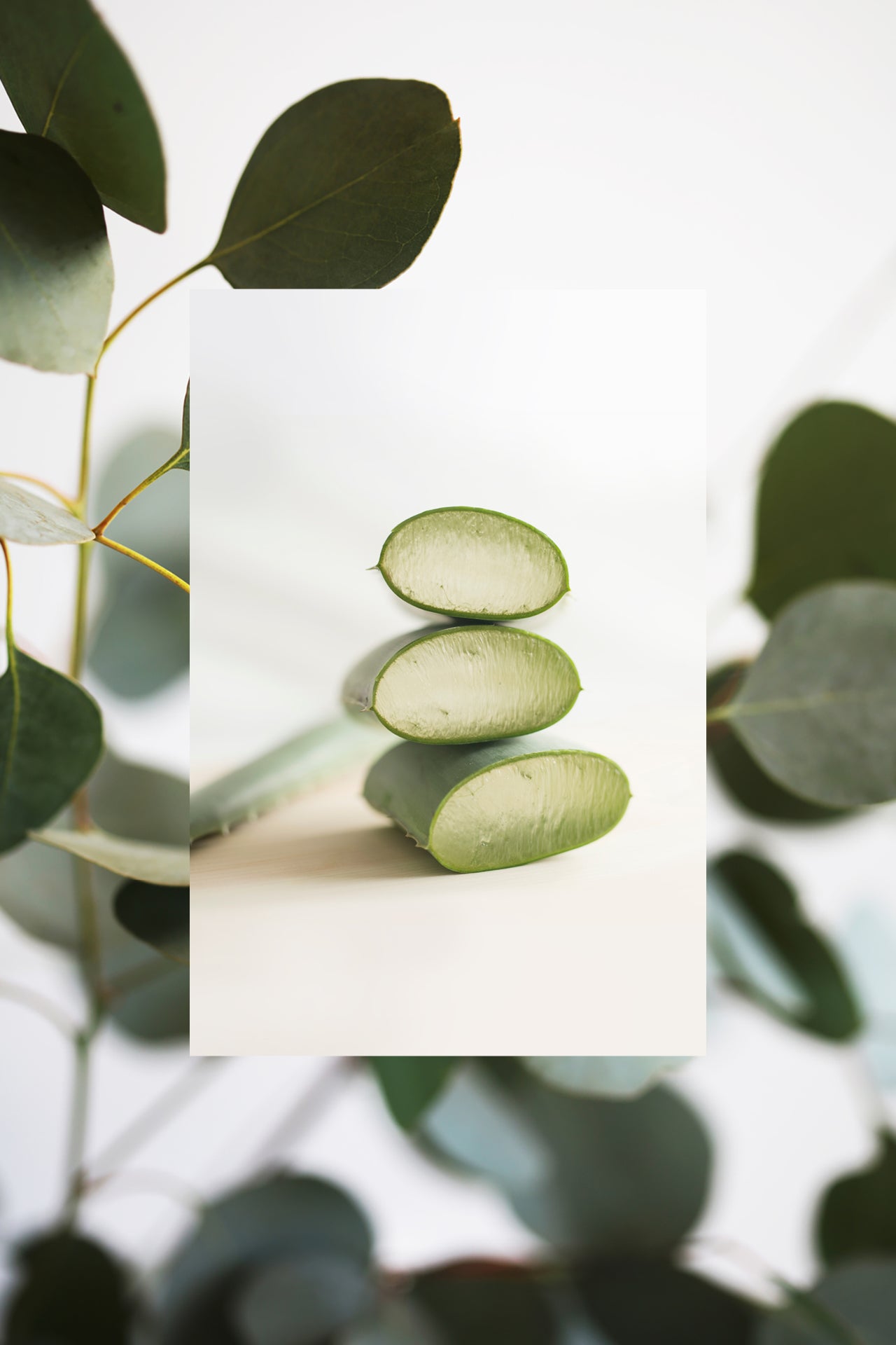 ingredient aloe eucalyptus