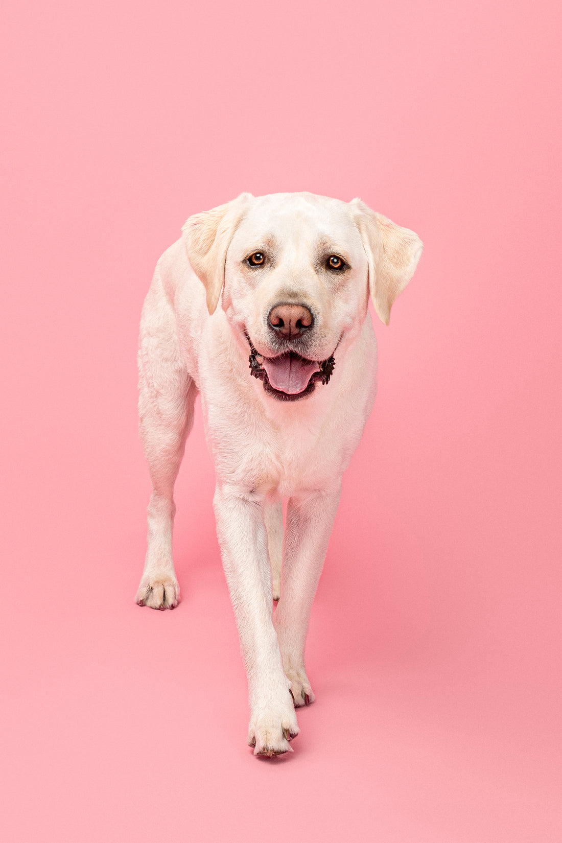 smiling dog ready for clean pet wipes