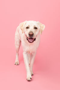 smiling dog ready for clean pet wipes