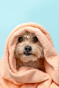 pet with towel over head smiling clean dog care