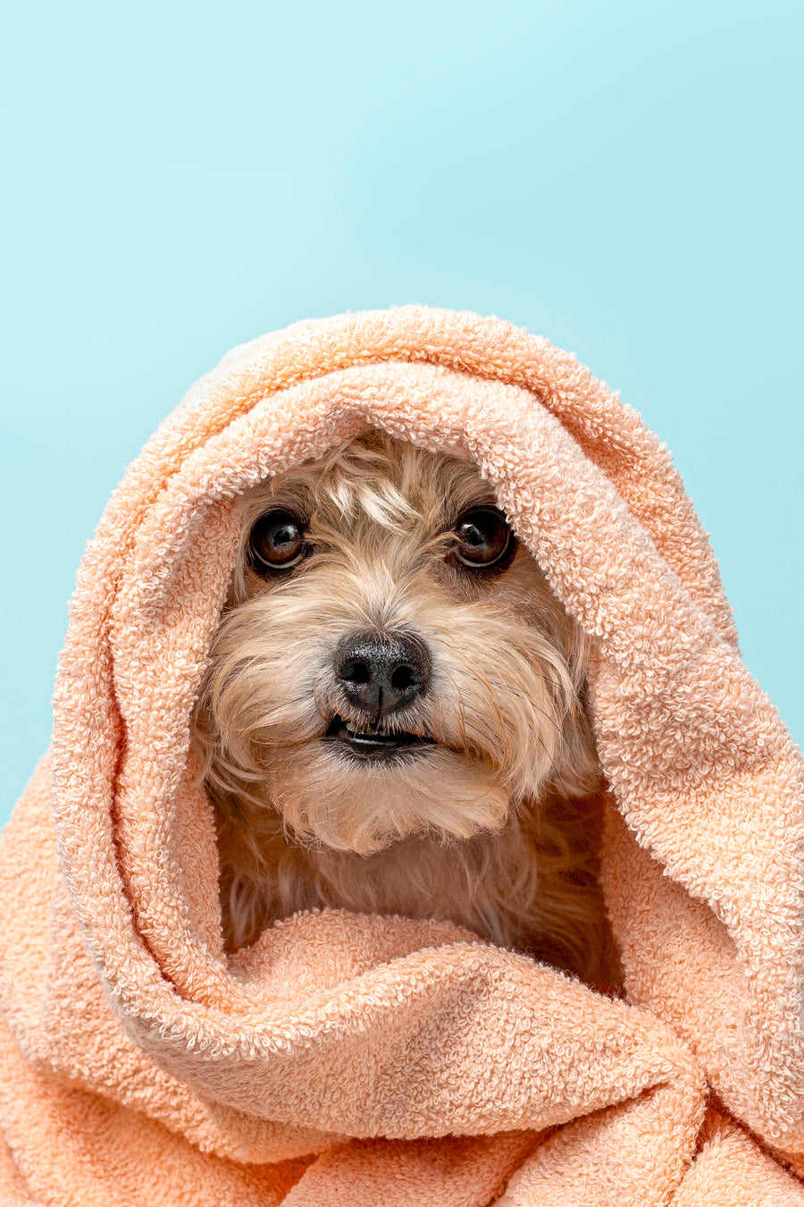 pet with towel over head smiling clean dog care