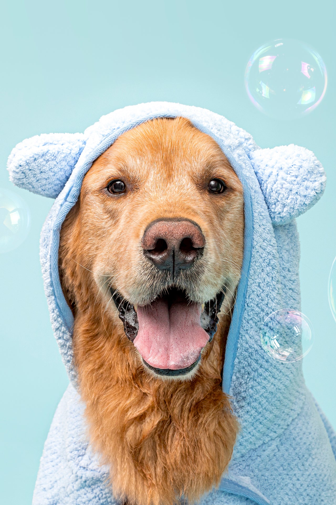 dog wearing towel ready for bath time and clean pet products