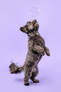 dog jumping for bubble and clean pet products