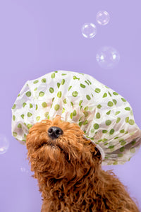 dog with spa cap on and bubbles around