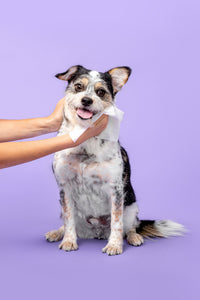 smiley dog with hand wiping face clean pet care