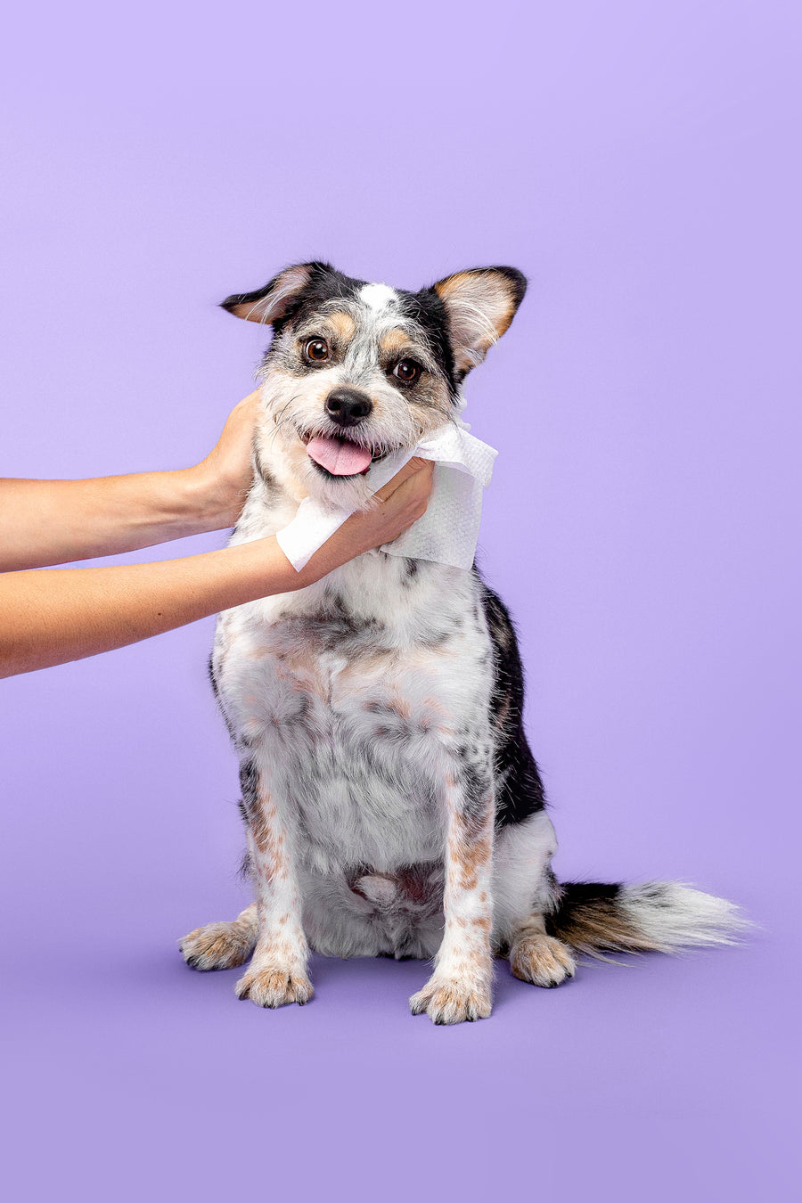 smiley dog with hand wiping face clean pet care